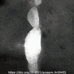 “New structure” formed in biopolymer materials during TEM imaging