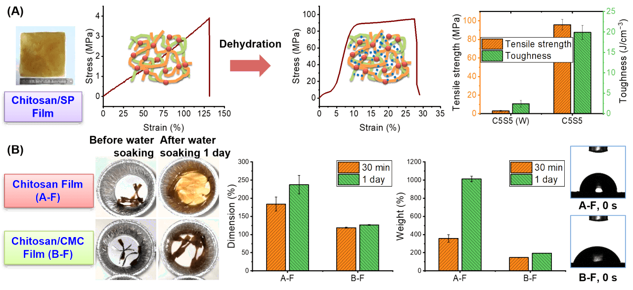 Chitosan blend materials (with silk peptide and with carboxymethyl cellulose)